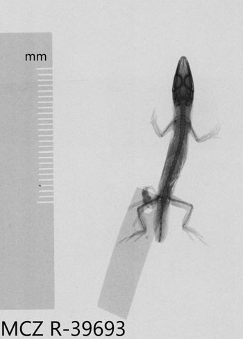 Media type: image;   Herpetology R-39693 Aspect: dorsoventral x-ray